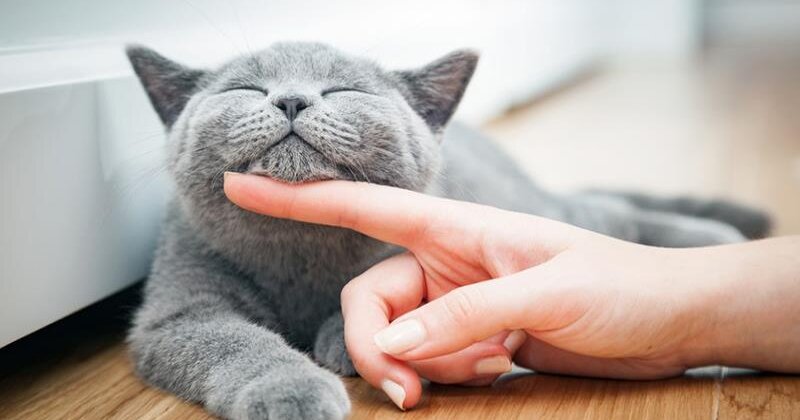 Mơ thấy mèo đánh số mấy?